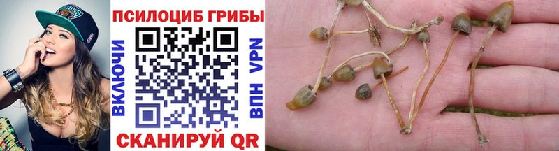 площадка как зайти  Тюмень  Псилоцибиновые грибы мицелий 